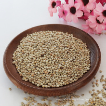 New Crop Chinese Perilla Seeds For Sale Export White Perilla Seeds